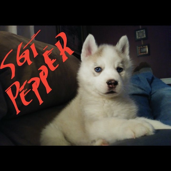 Profile Picture of Dave Fields (@shotgun1967) on Poshmark