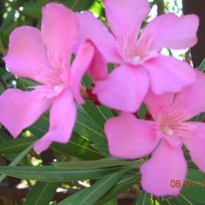 Profile Picture of Yuko K (@flowerblumen) on Myspace