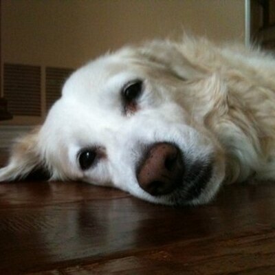 Profile Picture of Wildcard (@JoeVandalATX) on Twitter