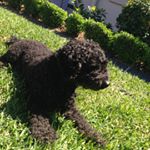 Profile Picture of Jonclaude💙🐩 (@jonclaude.nugent) on Instagram