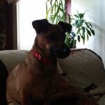 Profile Picture of Bob Freese (@freesebob) on Instagram