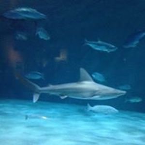 Profile Picture of Chandler Rowe (@rowechan257) on Myspace