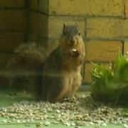 Profile Picture of Lisa Gerlinger (@doggroomer8) on Pinterest