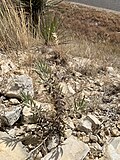 Profile Photo of Salvia whitehouseion Wikipedia