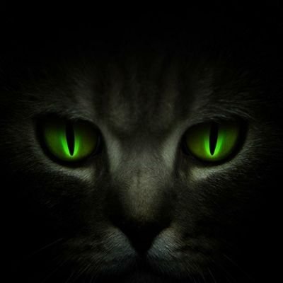 Profile Picture of Lilly Cano (@CanoRdgz) on Twitter