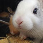 Profile Picture of Michael sarino (@sarino.michael) on Instagram