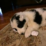 Profile Picture of Stephen Sosebee (@waynesosebee) on Instagram