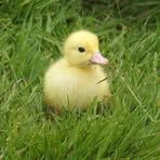 Profile Picture of Mike Walraven (@Mike-Walraven) on Facebook