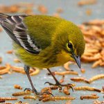 Profile Picture of Dangelo Byrd (@dangelobyrd) on Instagram