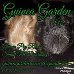 Profile Picture of Tara Gilliam (@guinea_garden) on Instagram