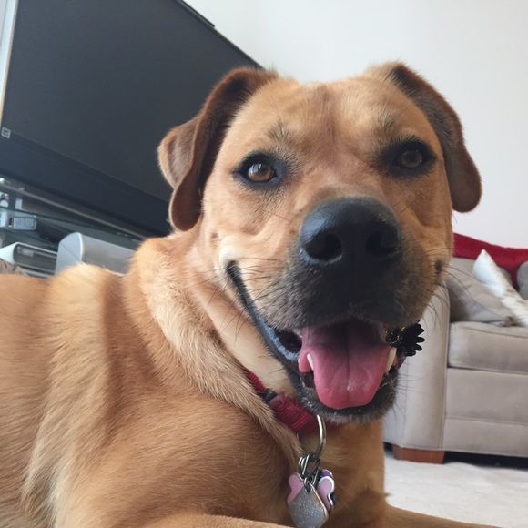 Profile Picture of Sarah Schulfer (@sschulfer) on Poshmark