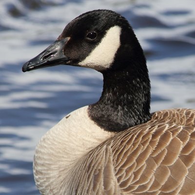 Profile Picture of Harold Hutton (@haroldhutton) on Twitter