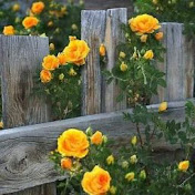 Profile Picture of Lisa Jacobs (@lisajacobs7541) on Youtube