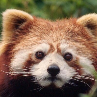 Profile Picture of Anthony Hannemann (@RedPandas4Life) on Twitter