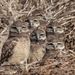 Profile Picture of Joyce Adamec (@meandbarley) on Pinterest
