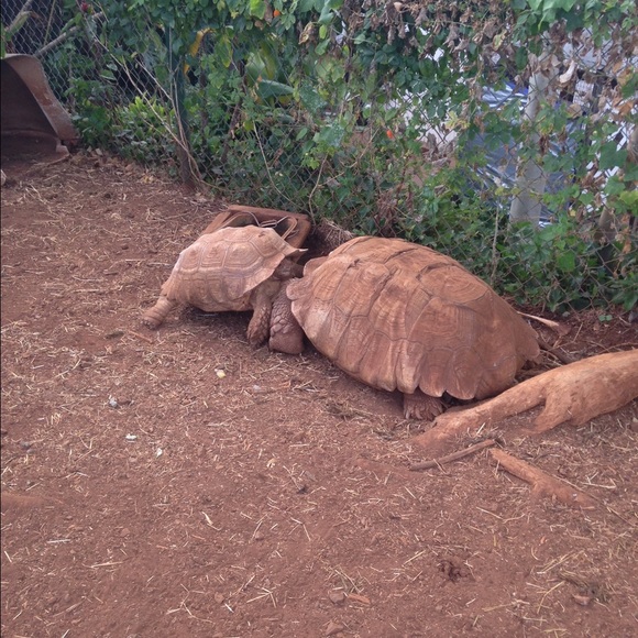 Profile Picture of Tash Iwata (@glitzzzz) on Poshmark