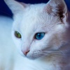 Profile Picture of Benjamin Schulz (@@benjamin_schulz) on Tiktok