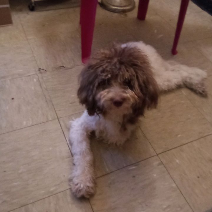 Profile Picture of Luis Prats (@luis.prats3) on Tiktok