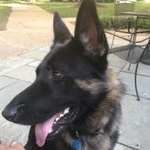 Profile Picture of Max Chambers (@handsomemaxgsd) on Instagram