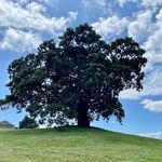 Profile Picture of Jane Brinson Widmer (@janebrinsonwidmer) on Instagram