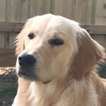 Profile Picture of Jasmine & Murphy The Goldens (@jasmineandmurphy) on Instagram