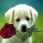 Profile Picture of Danielle Giddings (@daniellegiddings2009) on Youtube