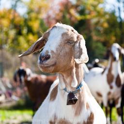 Profile Picture of Richard Roehrig (@richard_roehrig) on Twitter