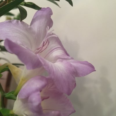 Profile Picture of Ginger Schnapps (@ShortGingerJoJo) on Twitter