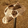 Profile Picture of Traversodon - Wikipediaon Wikipedia