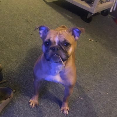 Profile Picture of Joshua Wyman (@rotting2gore) on Twitter