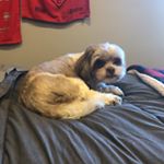 Profile Picture of Nathan Maloney (@nmaloney61505) on Instagram