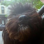 Profile Picture of Theo Sutton (@theo___riginal) on Instagram