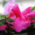 Profile Picture of Georgianna Dupont (@gdupontrn) on Pinterest