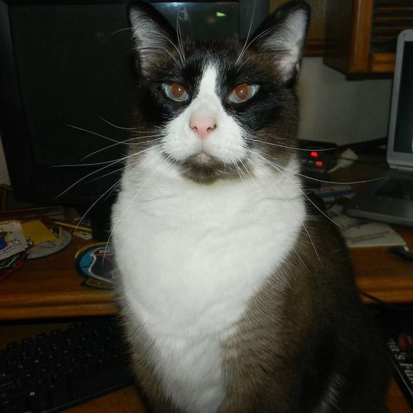 Profile Picture of Dianne Wingender (@mom2manycats) on Poshmark