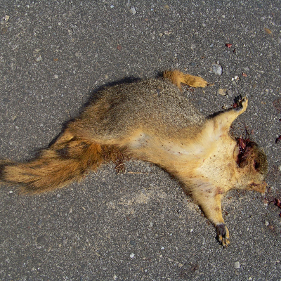 Profile Picture of Ryan Serrano (@nodozfi2eak) on Twitter