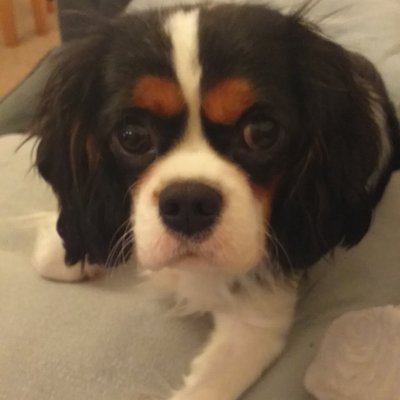 Profile Picture of Rosa Pace (@Rosapac89556865) on Twitter