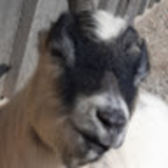 Profile Picture of Noah Blaauboer (@blaafifn) on Poshmark