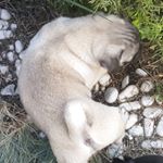 Profile Picture of Robert Columba (@thepugrobert) on Instagram