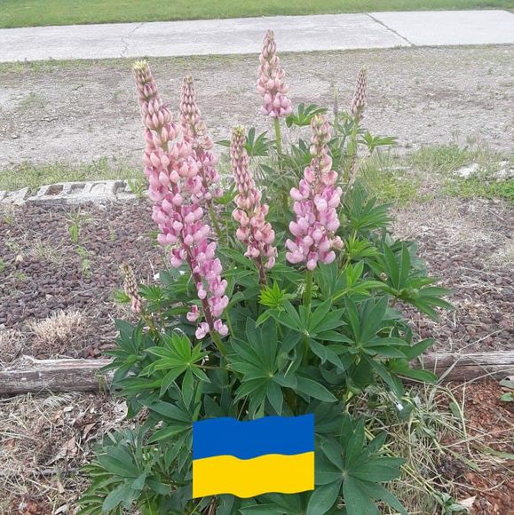 Profile Picture of Kathie Mewhinney (@kathiemewhinney) on Poshmark