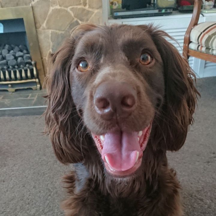 Profile Picture of Clarebear (@clare.morris) on Tiktok