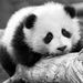 Profile Picture of Lucille Frank (@lfrank1201) on Pinterest