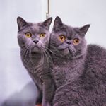 Profile Picture of 卷卷與熊熊 (@exoticroll) on Instagram