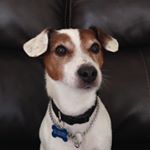 Profile Picture of Edward Michael (@eddie.jackrussell) on Instagram