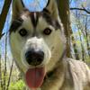 Profile Picture of Buddy (@@buddy_the_husky0) on Tiktok