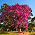 Profile Picture of CARTÓRIO DE CORONEL GOULART (@cartoriocelgoulart) on Instagram