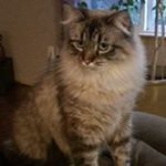 Profile Picture of Chris Occhipinti (@chrisocchipinti_) on Instagram