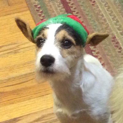 Profile Picture of Anne Lamoriello (@ALamoriello) on Twitter