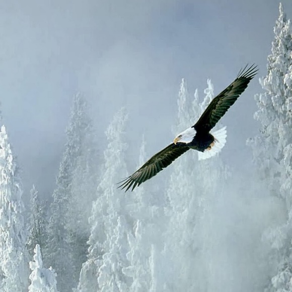 Profile Picture of Bernie Gerbec (@bgerbec814) on Poshmark