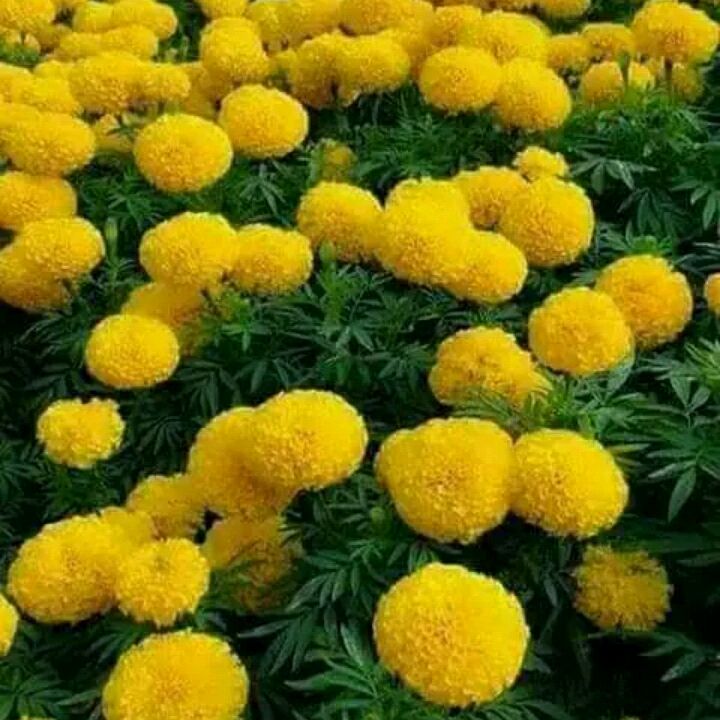 Profile Picture of Shuchi Mishra (@shuchimishra27) on Tiktok