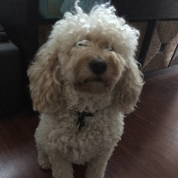 Profile Picture of Lisa Carstens (@taffyiscute2) on Poshmark